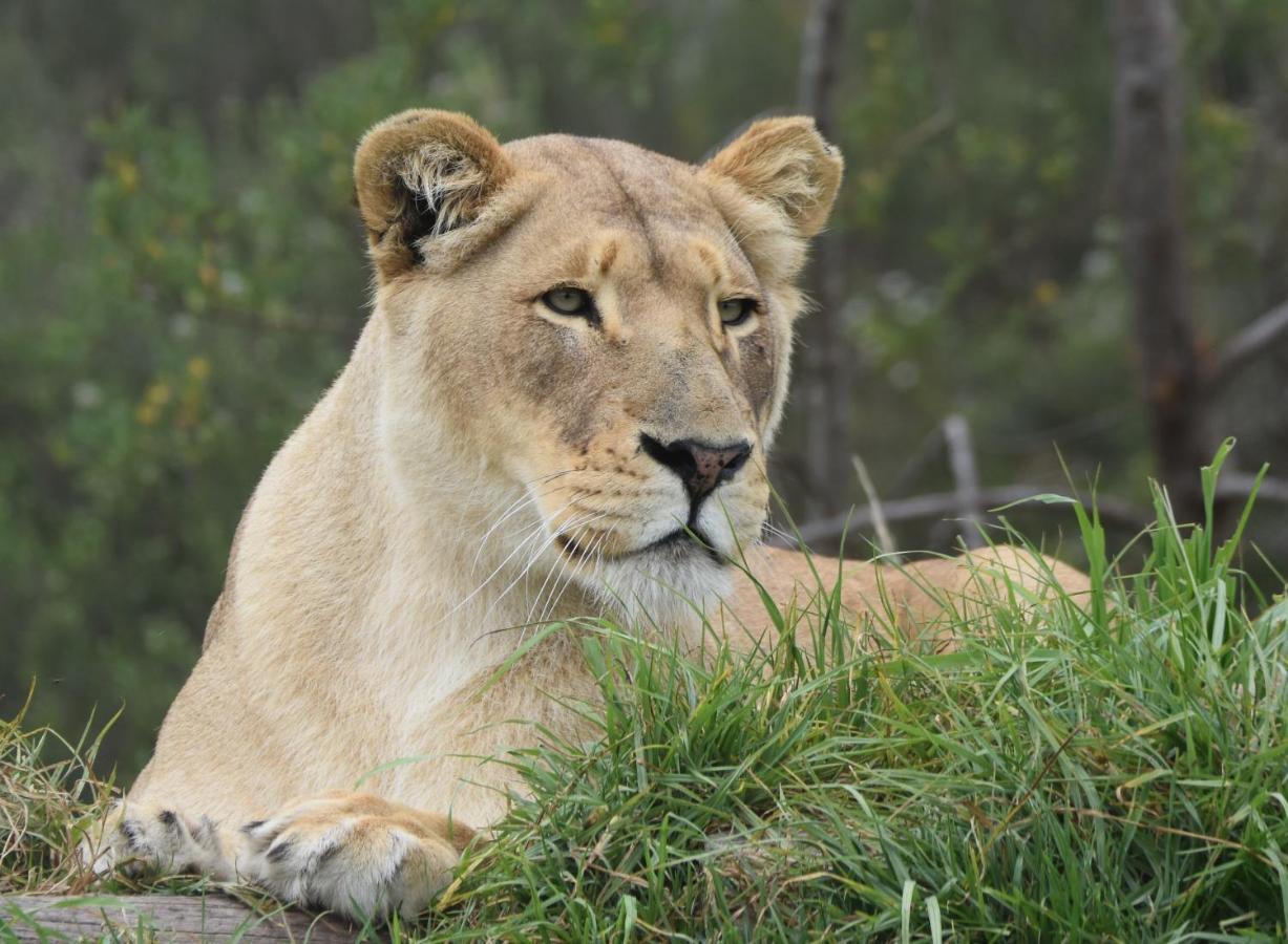 Tenikwa Wildlife Centre & Spa Plettenbergbaai Buitenkant foto