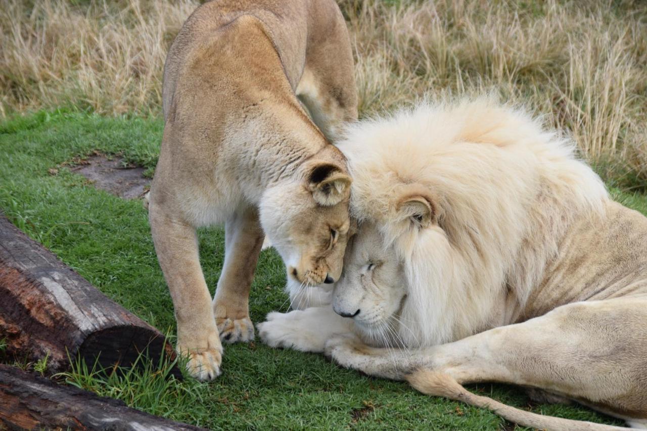 Tenikwa Wildlife Centre & Spa Plettenbergbaai Buitenkant foto